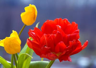 u16/smok53/medium/42168406.DSC_3724acm.jpg