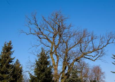 u16/smok53/medium/42171366.DSC_3539acm.jpg
