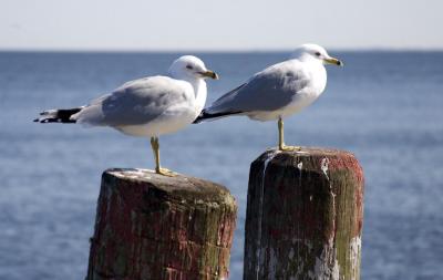 Two Seagulls