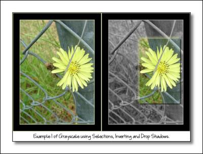 Grayscale Example 1 using Selections.jpg