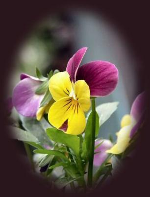 Pansy Vignette 1.jpg