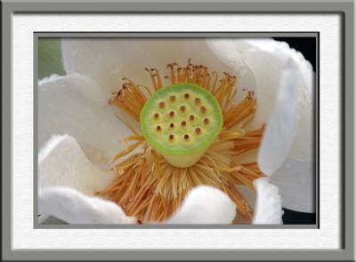 lotus_blossom.jpg