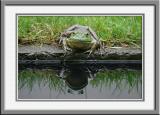 frog reflection