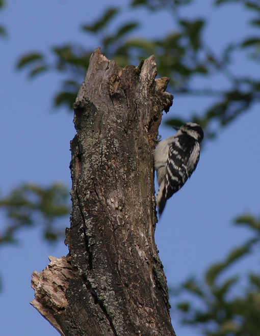 birdID8.jpg