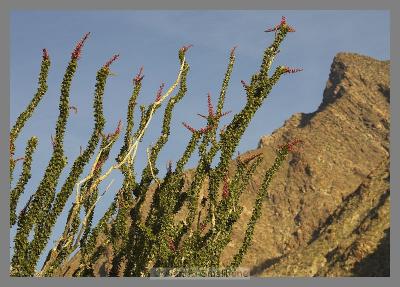 Anza Borrego