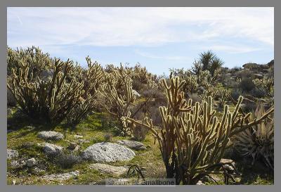 Anza Borrego