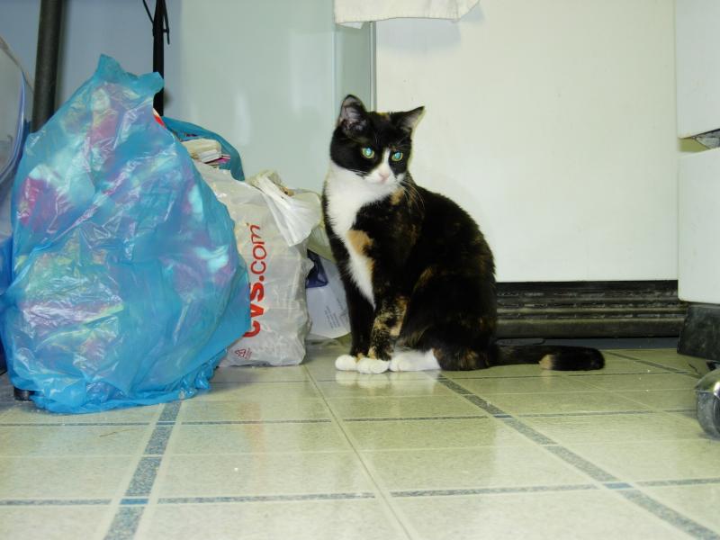 Sasha enjoying playtime in the kitchen.