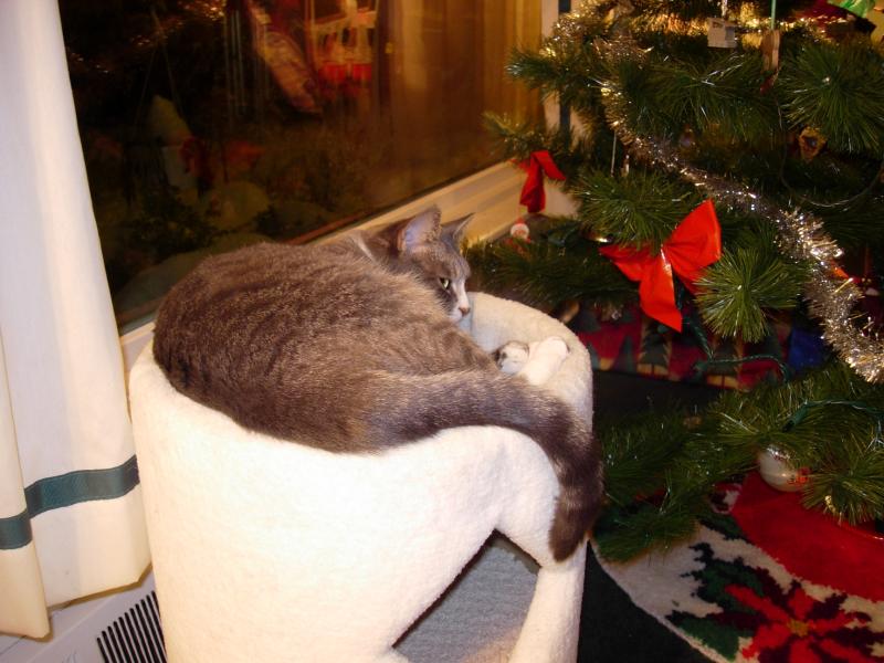 Sophie, curled in the cat condo next to the Christmas tree.