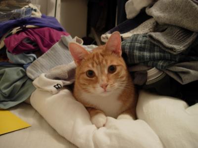 Malcolm likes to help with the laundry.