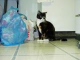 Sasha enjoying playtime in the kitchen.