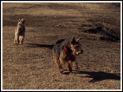 DogPark Afternoon