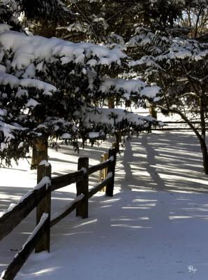 Fence line in winter