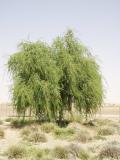 A tree