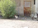 You just cain't kill the rooster!