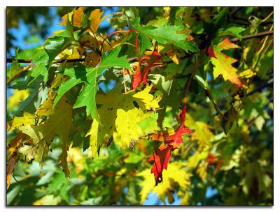 Maples leaves