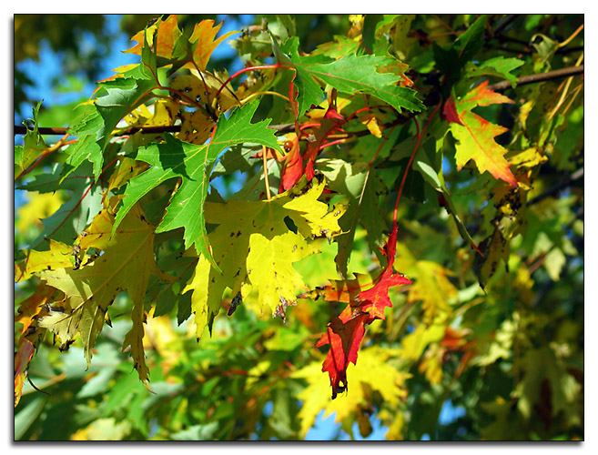 Maples leaves