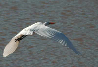FlyAwayEgret.jpg