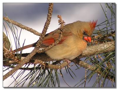 Female Cardinal