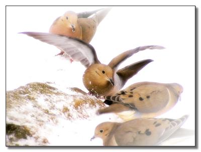 Mourning Doves