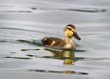 Baby Duck
