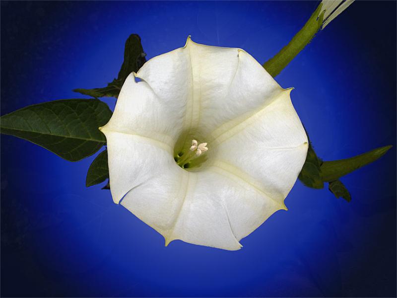 Jimson Weed by Eric Hatch*