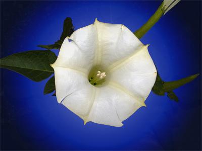 Jimson Weed by Eric Hatch*