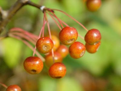 Japanese Cherries by Monty Stagner