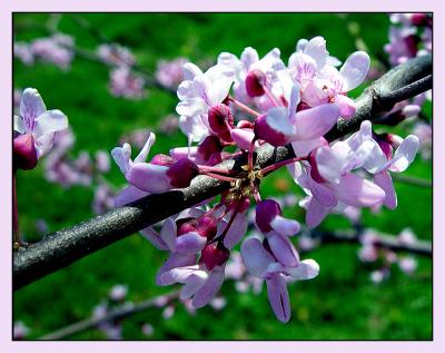 The Flowers That Bloom in the Spring