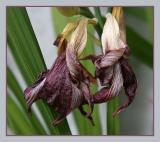 <B>8th Place (tie)<br>Aging Gracefully</B><BR><FONT size=2>by Ann Chaikin</FONT>