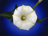 Jimson Weed by Eric Hatch*