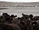 Have you herd? *