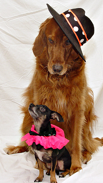 <b>Im a stage mom </b><br><font size=1>by Katherine Kenison</font>