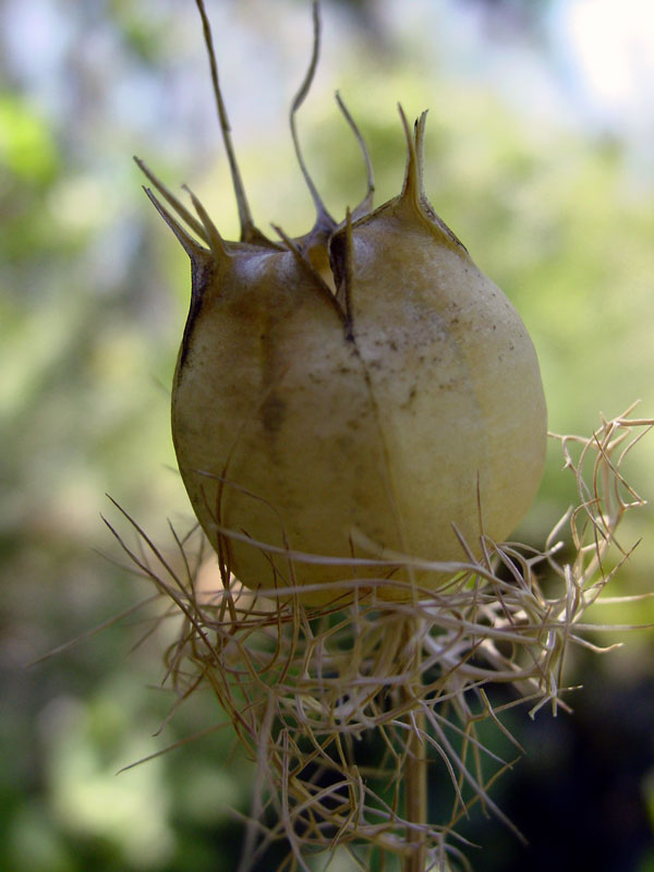 Love In A Mist Seedpod by Debbi in California*