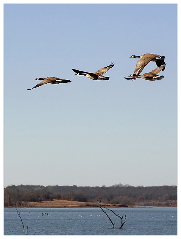 <b>7th (tie)</b><br>Birds of a Feather<br>By Dani