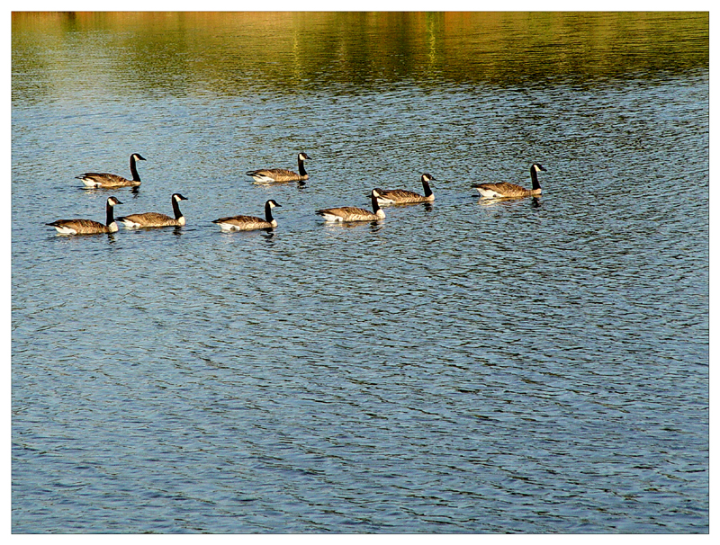 Birds of a Feather II<br>By Dani