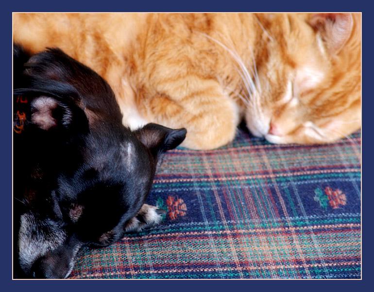 fight like cats and dogs?