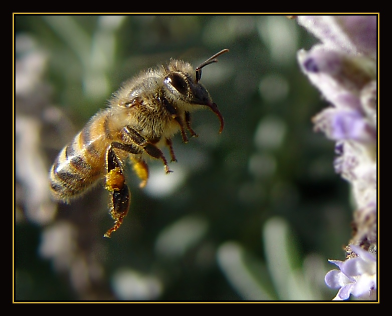 Bee, Sun and Lavender<br>by Netgarden