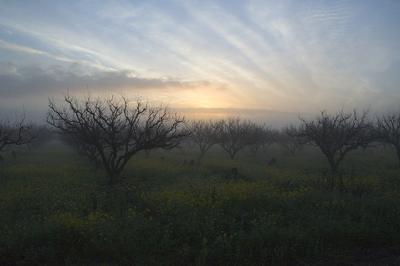 Winter Morning