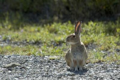 Bunny Ears