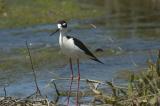 Black-necked Stilt