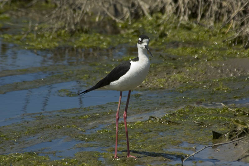 Black-necked Stilt