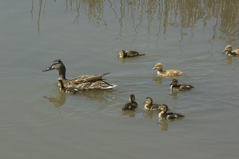 Momma and the Kids