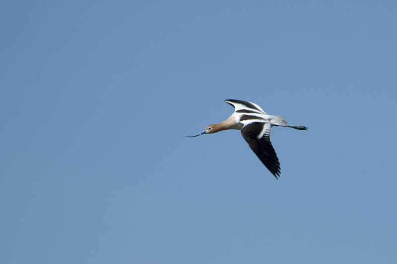 American Avocet