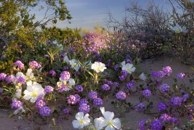 Arizona Wild Flowers