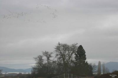 1-21 geese + eagles 4692.jpg
