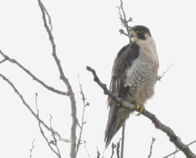 1-28 peregrine 4996.jpg