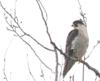 1-28 peregrine 4999.jpg