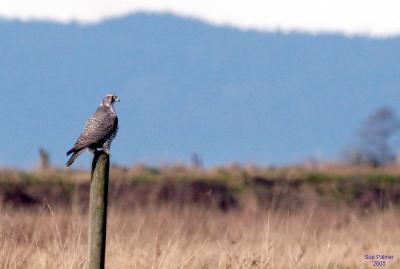 1-28 gyrfalcon 4954.jpg