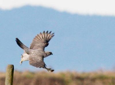 1-28 gyrfalcon 4957.jpg