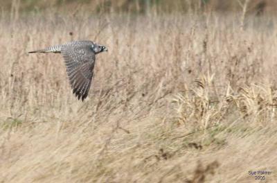 1-28 gyrfalcon 4966.jpg